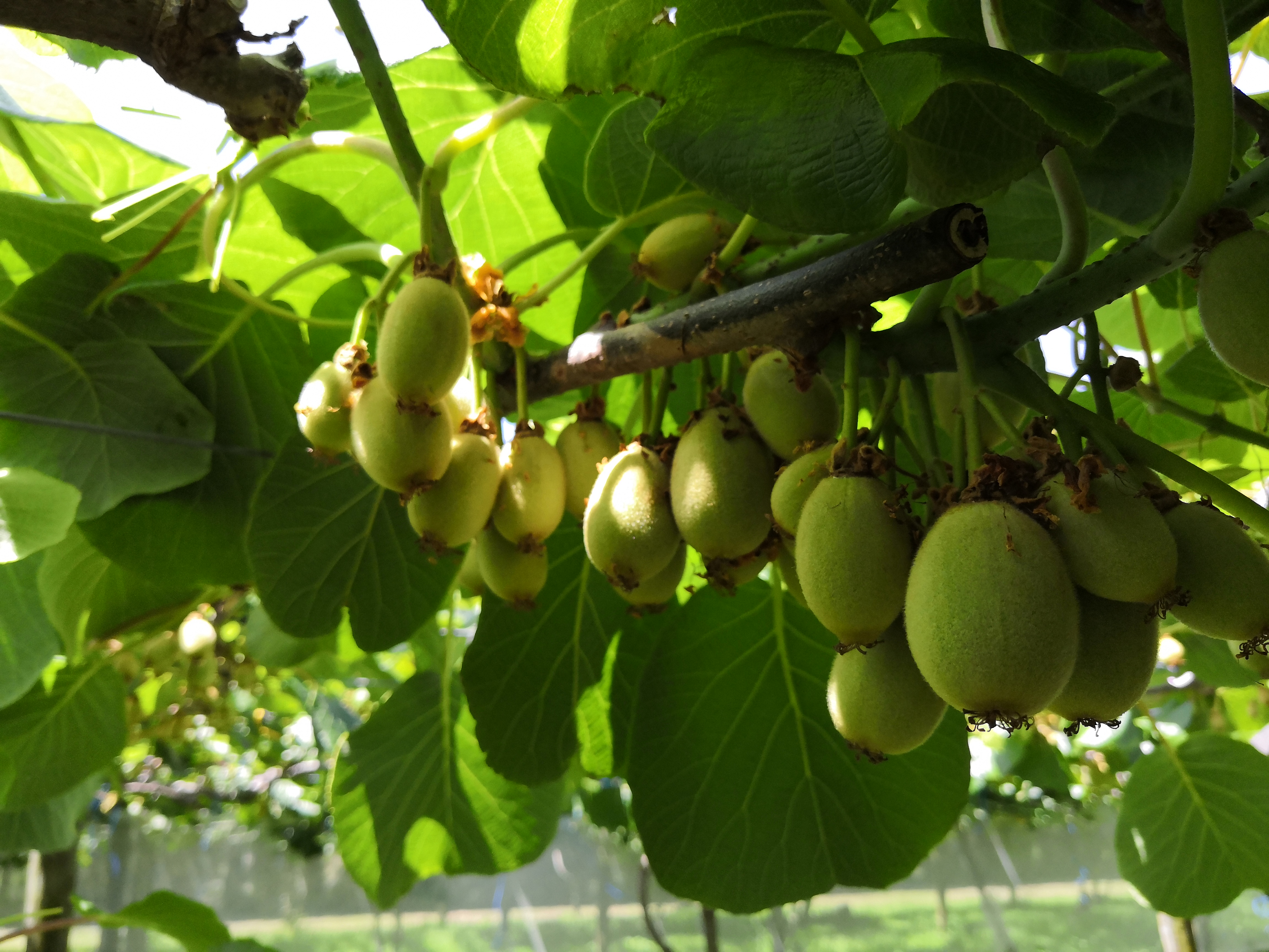 Práce na kiwi sadu